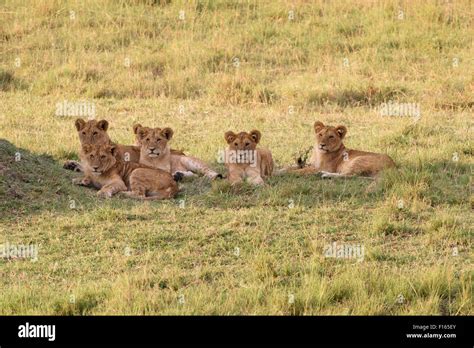 Lion Group Hi Res Stock Photography And Images Alamy