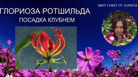 ГЛОРИОЗА РОТШИЛЬДА ПОСАДКА КЛУБНЕМ / GLORIOSA ROTHSCHILD PLANTING TUBER ...
