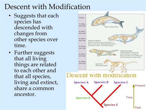 Ppt Darwins Theory Of Evolution Powerpoint Presentation Id