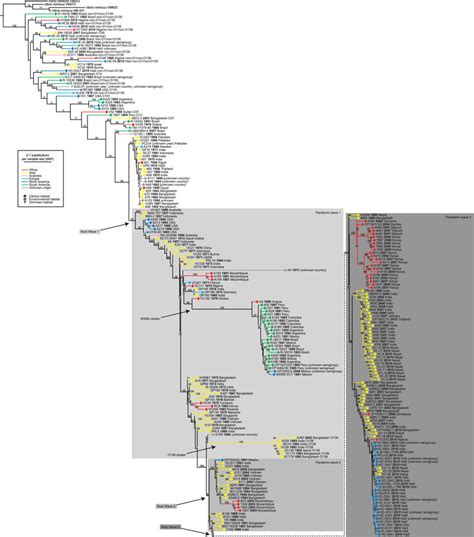 Phylogenomic Tree Of V Cholerae Genomes A Phylogenomic Tree Based On