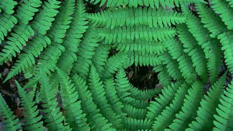 Download Nature Fern Hd Wallpaper