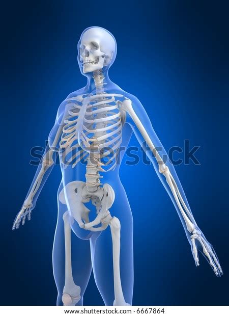 Female Skeleton Stock Illustration 6667864 Shutterstock