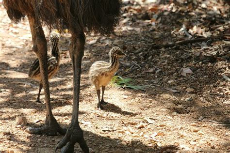 Emu Endemic Bird of Australia 24734600 Stock Photo at Vecteezy