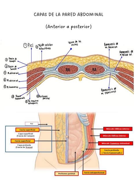 M Sculos Abdomen Ombligo Capas De La Pared Abdominal Anterior A