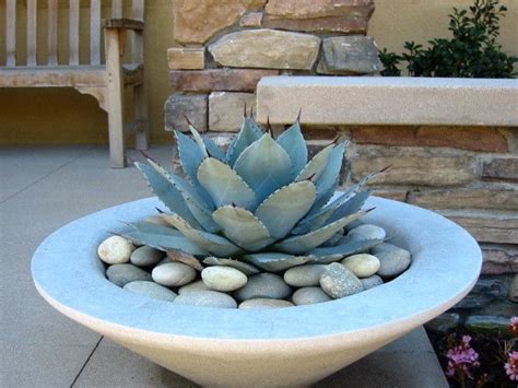 Agave Bowl Small Cactus Plants Garden Containers Plants