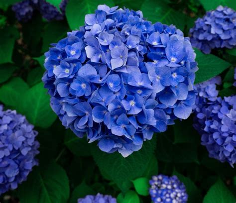 C Mo Cultivar Y Cuidar Hortensias Azules