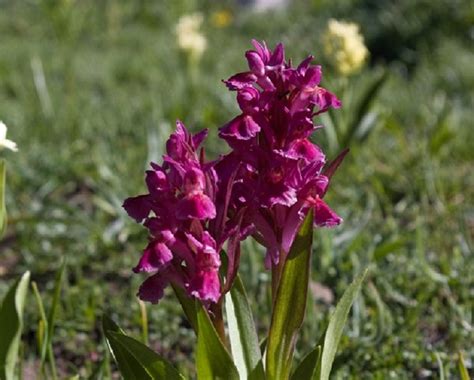 Parco Dell Appennino Lucano Organizza Per Il Un Convegno