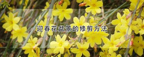 迎春花盆景的修剪方法 —【发财农业网】