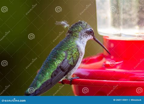 Selective Focus of a Hummingbird Drinking Water from a Feeder Outdoors ...