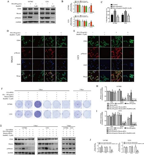 Daidzein Derivative Daid002 Inhibits Glioblastoma Growth Via Disrupting