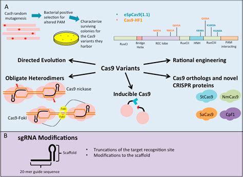 Targeting Specificity Of The Crispr Cas System Acs Synthetic Biology