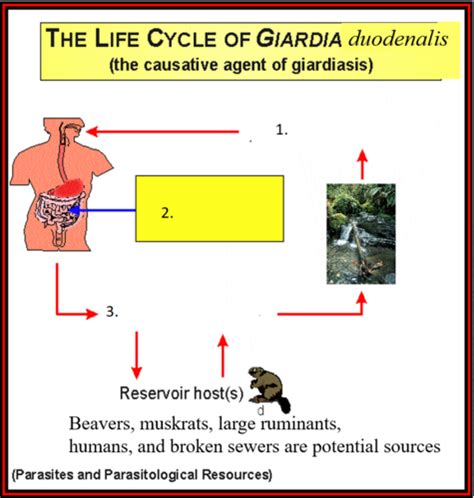 Giardia Duodenalis Life Cycle Flashcards Quizlet