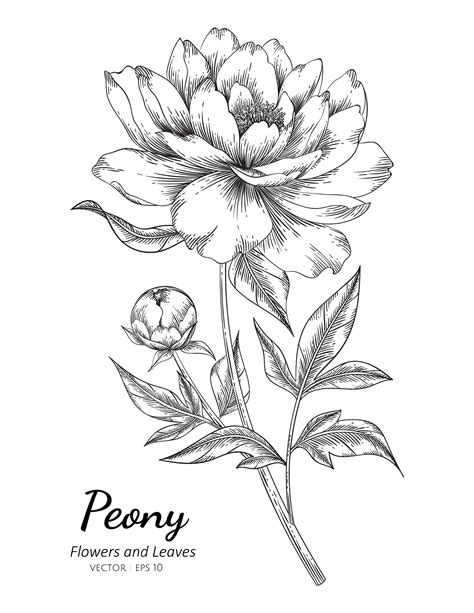 Fleur de pivoine dessin illustration avec dessin au trait sur fond blanc. | Vecteur Premium