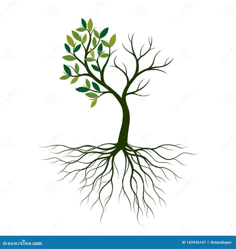 Green Spring Tree With Roots Vector Illustration Stock Vector