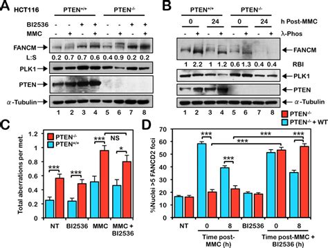 Inhibition Of PLK1 Rescues Defective FANCD2 Nuclear Foci Formation But