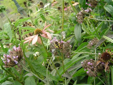 Black-and-Yellow Argiope (Argiope aurantia) - The HUDSON RIVER PARK ...