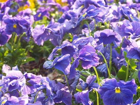 pansy  photo  freeimages