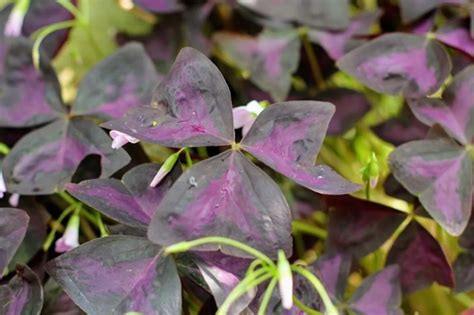 Gu A Completa Para El Cuidado Del Oxalis Triangularis El Encanto Del