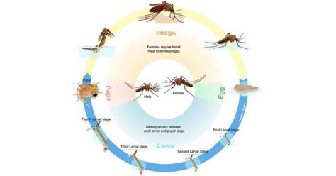 Mosquito Life Cycle - Fascinating Phases and Interesting Facts - Learn ...