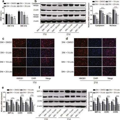 Lidocaine Inhibits Hmgb1 Mip 1α Ccr1 And Ccr5 In Sni Rats Note