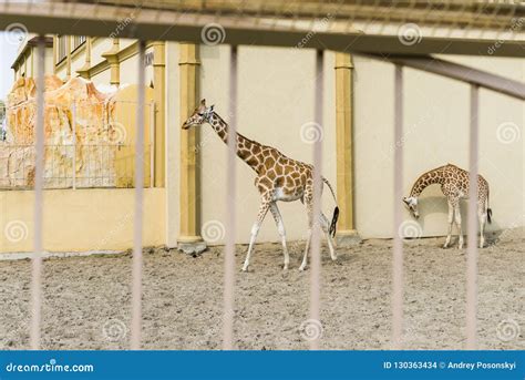 African Giraffes in the Zoo Editorial Stock Image - Image of beautiful ...