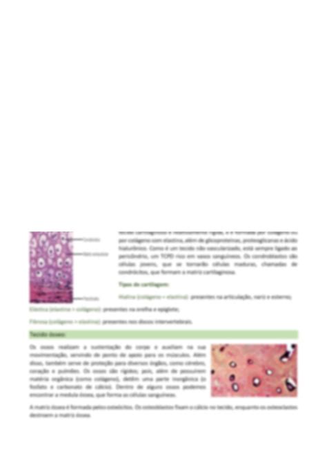 Solution Conceitos B Sicos Em Histologia Studypool