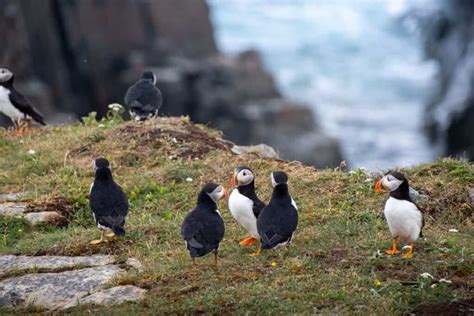 When & Where To See Puffins In Newfoundland