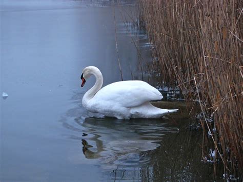 Free Images Winter Wing Fog Foggy Reed Pond Wildlife Ice