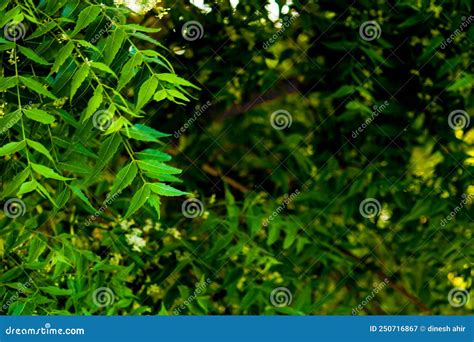 Neem Tree Leaves and Flowers,ayurvedic Nim or Herbal,Skin Problem ...