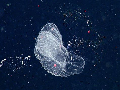 Plankton Mucus Houses Could Pull Microplastics From The Sea Wired