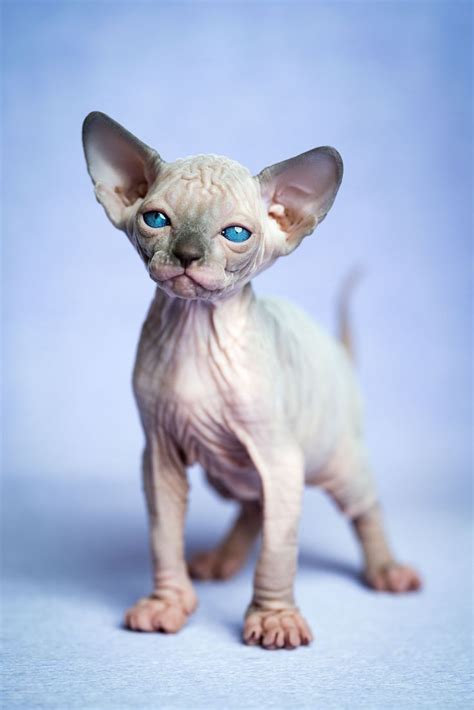 Lovely Hairless Kitten Of Canadian Sphynx Cat Breed Standing Inspire