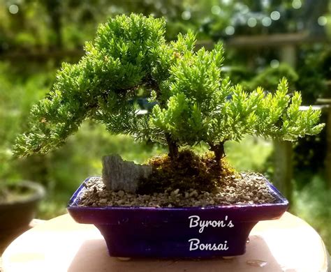 Beautiful Bonsai Tree