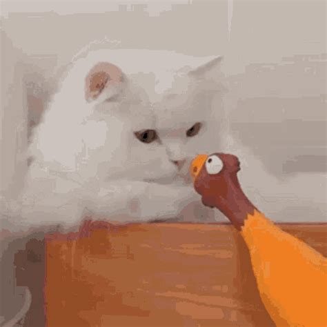 Cat Scared GIF - Cat Scared Scaredy - Discover & Share GIFs