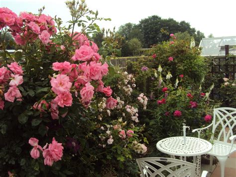 ...Notes from a Rose garden... - Page 45 — BBC Gardeners' World Magazine