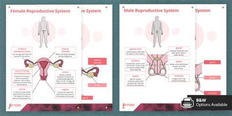 Human Reproduction Display Posters Teacher Made