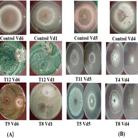 A Effect Of Trichoderma Isolates On The Mycelial Growth Of V Dahliae