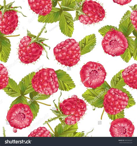 Vector Raspberry Seamless Pattern On White стоковая векторная графика