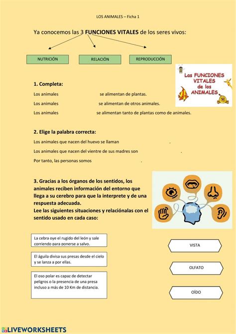 Funciones Vitales De Los Seres Vivos Ficha Interactiva Topworksheets Images