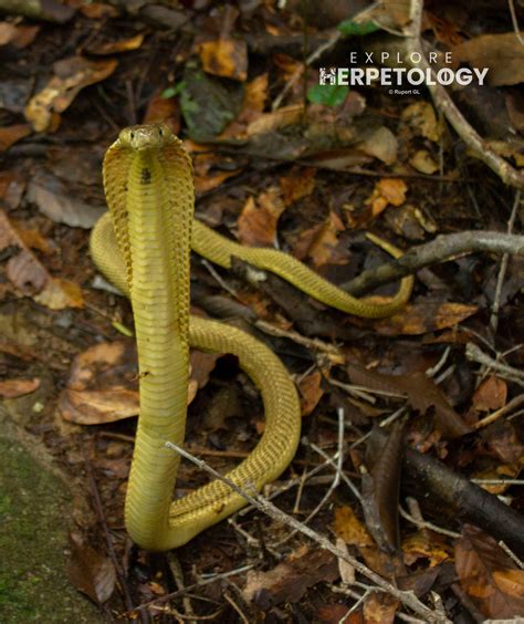 Explore Herpetology Herping Tours Custom Expedition