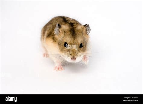 Campbells Russian Dwarf Hamster Phodopus Hi Res Stock Photography And