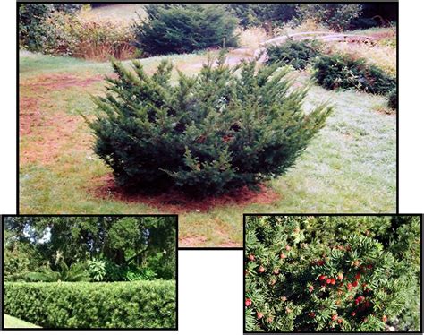 SPREADING JAPANESE YEW Hinsdale Nurseries Welcome To Hinsdale Nurseries