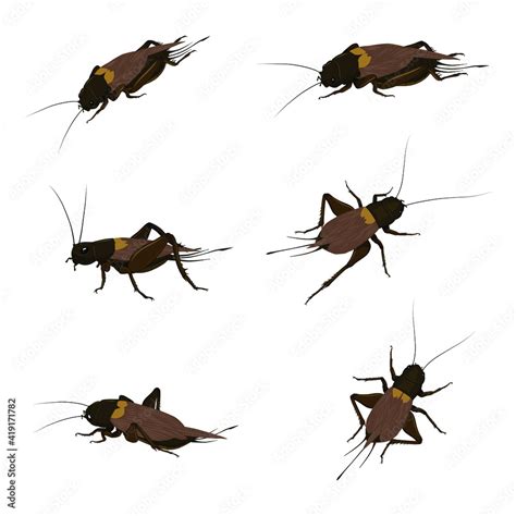 Food Insects: Crickets insect for eating as food items deep-fried, it ...