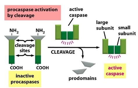 Apoptosis Introduction Regulators Caspases And Apoptotic Pathways