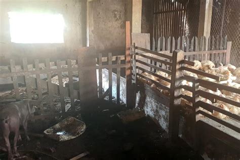 Adepará interdita abatedouro clandestino em Santa Maria do Pará