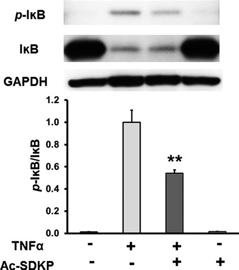 Effect Of Ac Sdkp On Tnf Stimulated Ib Phosphorylation Hcaecs Were