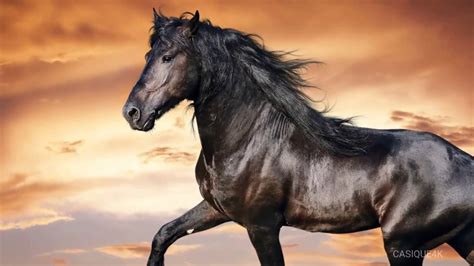 Los Mejores Caballos Del Mundo Caballos Hermosos Pura Sangrehorse