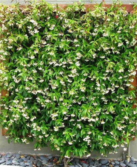 Buy Trachelospermum Jasminoides Star Jasmine Online At Gardencentre