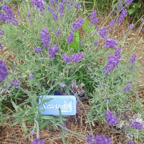 How To Make Lavender Infused Oil Homestead How To