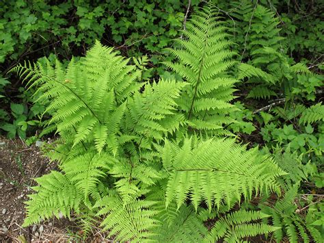 Buy Ostrich Fern Wholesale | Fast Growing Fern Plants