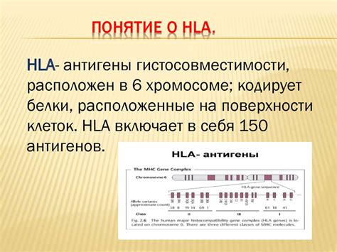 Система гистосовместимости Понятие о Hla презентация онлайн